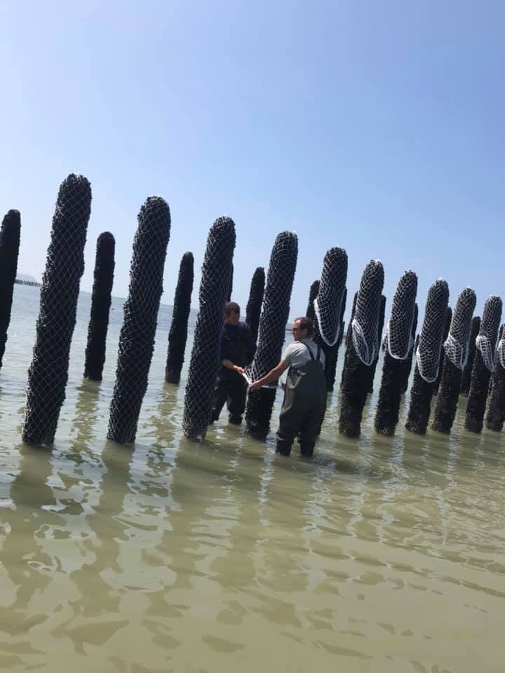 Mytiliculteurs sur les bouchots en mer