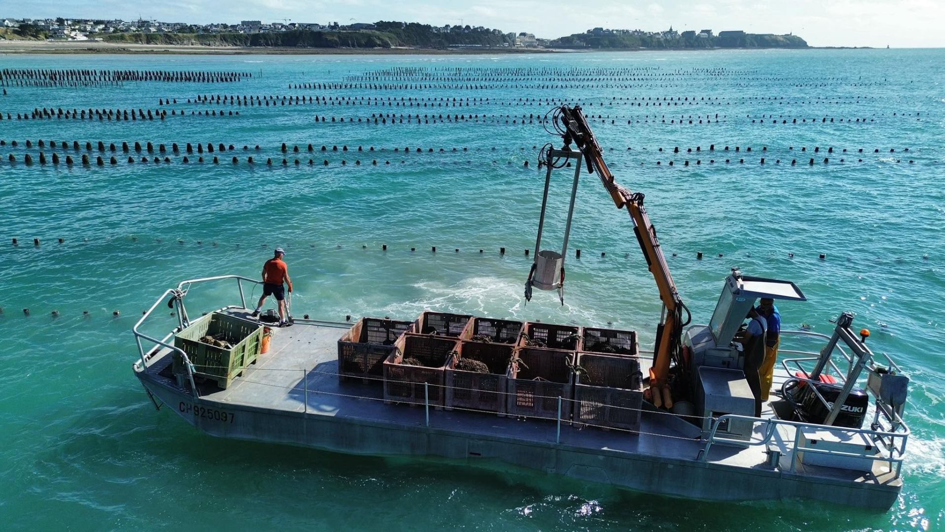 Bouchots sur la côte normande à marée basse